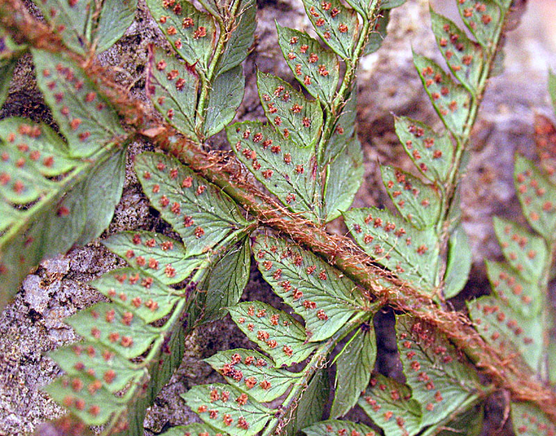 Polystichum setiferum / Felce setifera